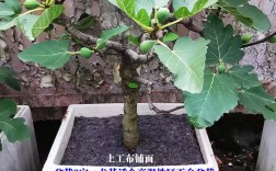 果树盆景栽培技术视频怎么学？