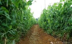 北方豌豆种植技术视频