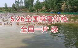 2025年赤峰鸭蛋价格会涨还是跌？