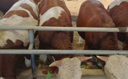 西门塔尔牛养殖技术有哪些要点？