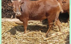 中国优质肉黄牛品种有哪些？