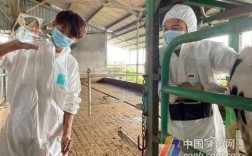 奶牛胚胎移植技术视频如何操作？