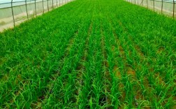 高产韭菜种植技术视频