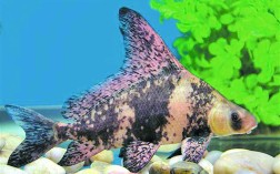 胭脂鱼有好几个品种