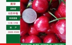 郴州美早樱桃苗品种有何特点？
