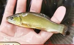 浙江丁桂鱼苗价格多少钱一斤？