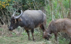 广西杂交改良水牛品种有何优势？