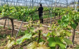 温室葡萄种植技术视频，有哪些关键要点？