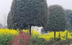 丹桂桂花树品种有哪些？价格多少？