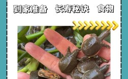 甲鱼养殖技术视频，新手能学会吗？