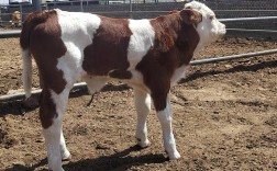 肉牛品种长得最快的是哪个？