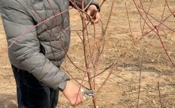 大棚桃树修剪视频，如何掌握修剪技巧？