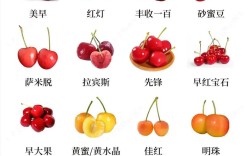 大樱桃品种介绍 附大图
