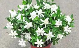 家中盆栽栀子花选什么品种好？