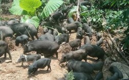 黑香猪养殖技术视频，新手能学会吗？