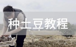 春季土豆育苗移栽技术要点有哪些？