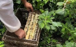 农广天地养蜂技术视频有哪些关键要点？