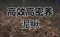 泥鳅池塘养殖技术视频，新手怎么学？