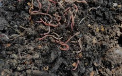 蚯蚓家庭室内技术视频怎么做？