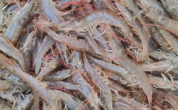 南美淡水对虾养殖技术难点有哪些？