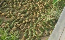 简阳青蛙养殖价格多少？