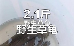 2025年野生草龟价格会涨还是跌？