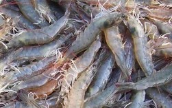 南美白虾养殖如何高效淡化？