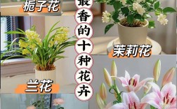 香草花品种有哪些？