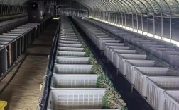 大棚渔业养殖技术培训有何要点？