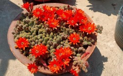 多肉带毛是哪个品种？