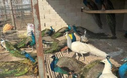 山东菏泽孔雀养殖技术