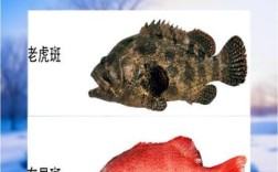 石斑鱼一斤多少钱？