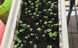 早春白菜种植技术有哪些关键要点？