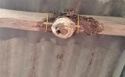 巢基制作技术视频，新手如何快速上手？