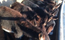 2025山东驴苗价格会涨还是跌？