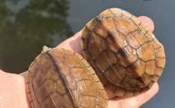 2025石金钱龟苗价格多少钱一只？