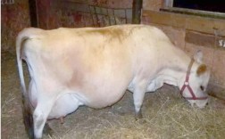 世界上最好的奶牛品种是哪个？