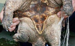 2025野生鳄龟价格会涨还是跌？