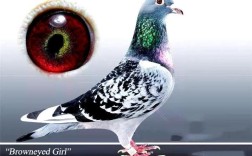 常见长距离鸽品种有哪些？