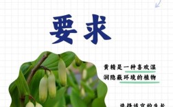 黄精种植技术要点有哪些？