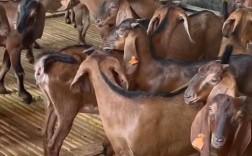 安徽哪能买到最好羊品种？