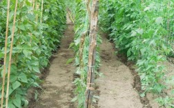 东北露天豆角咋种好？