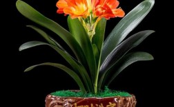 最好的君子兰品种有哪些？