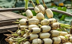 南方种什么藕品种最优？