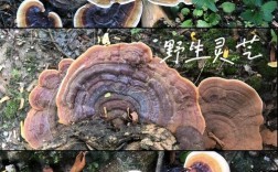 野生灵芝能人工种植吗？技术要点是什么？