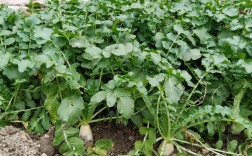 白萝卜品种怎么选？