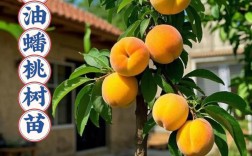 桃树一棵能嫁接几个品种？