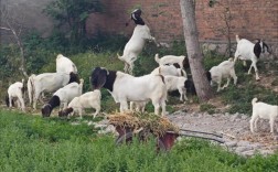 2025年波尔山羊价格会涨还是跌？