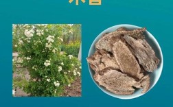 木香如何高效种植与管理？