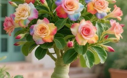 沙漠玫瑰有哪些品种？图片展示全吗？